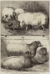 Prize Pigs and Sheep at the Smithfield Club Cattle Show